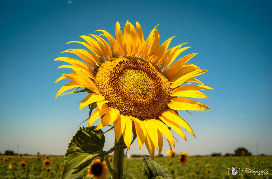 Girasole - PhotographicLecce