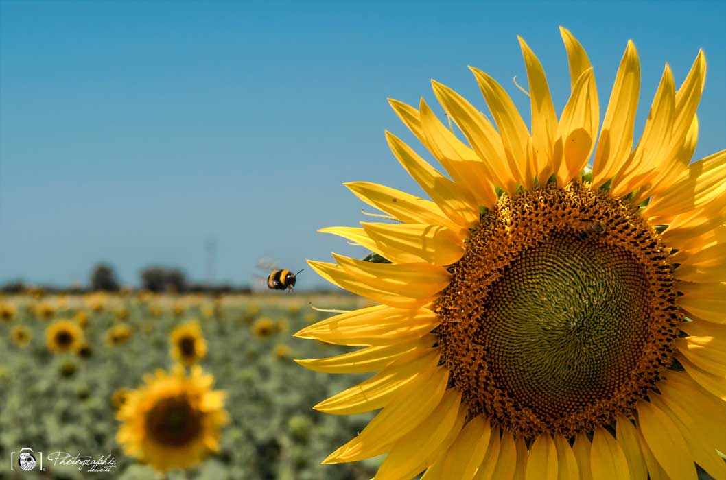 Girasole - PhotographicLecce