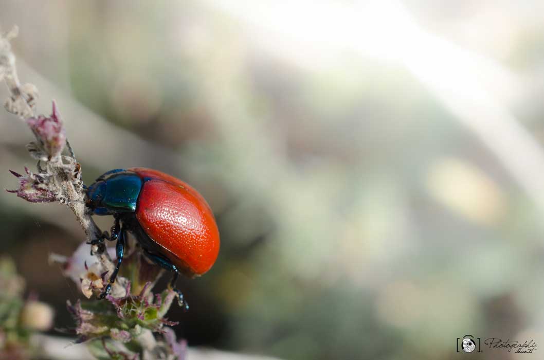 Coccinella - PhotographicLecce